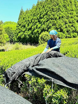 かぶせ